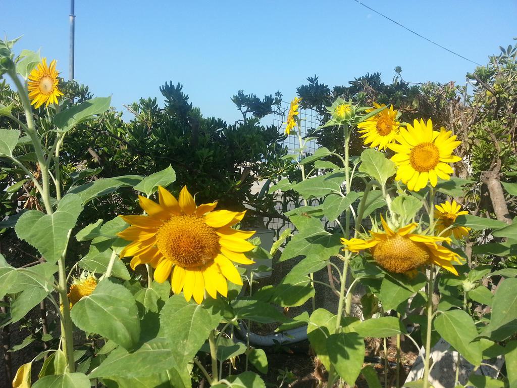 Il Girasole Formia Guesthouse Rooms 外观 照片